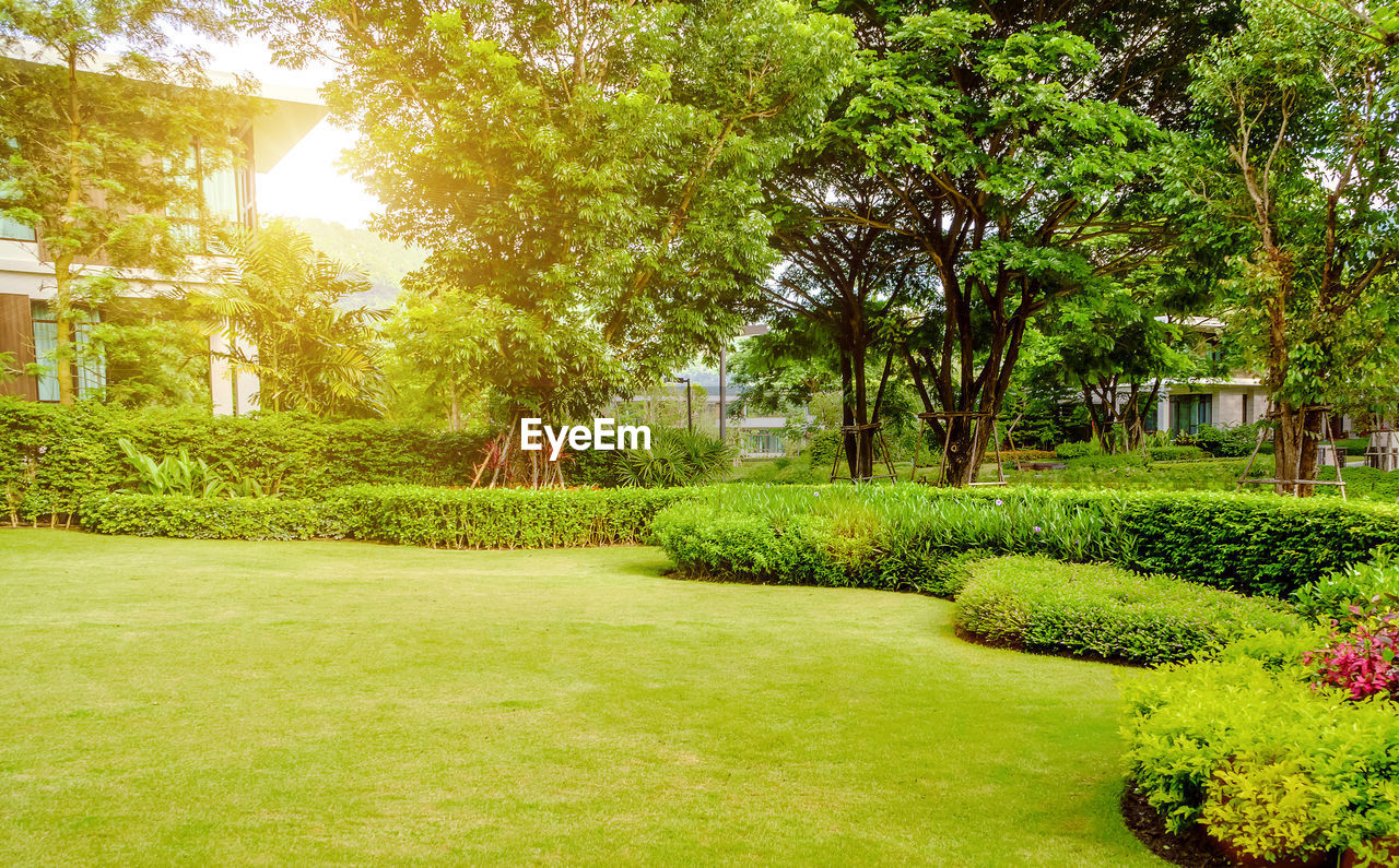 PLANTS IN GARDEN