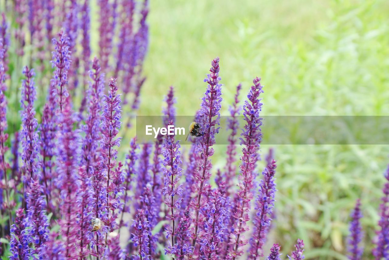 CLOSE-UP OF PURPLE FLOWERING PLANT