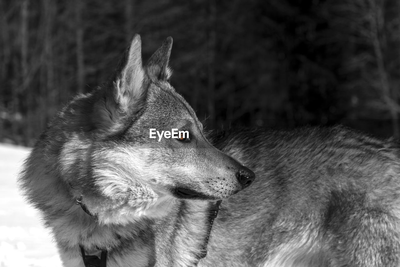 Close-up of dog looking away