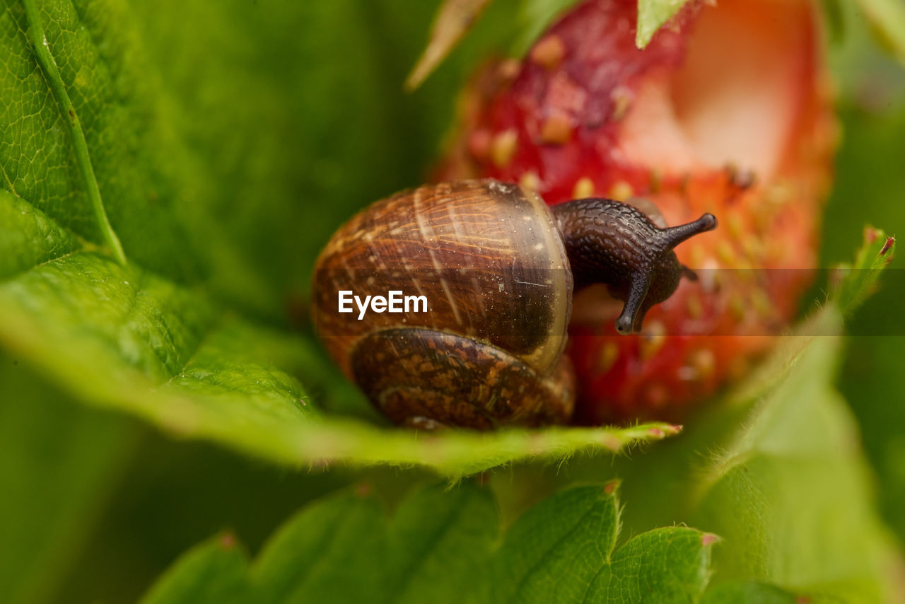 CLOSE-UP OF SNAIL ON GREEN LEAVES