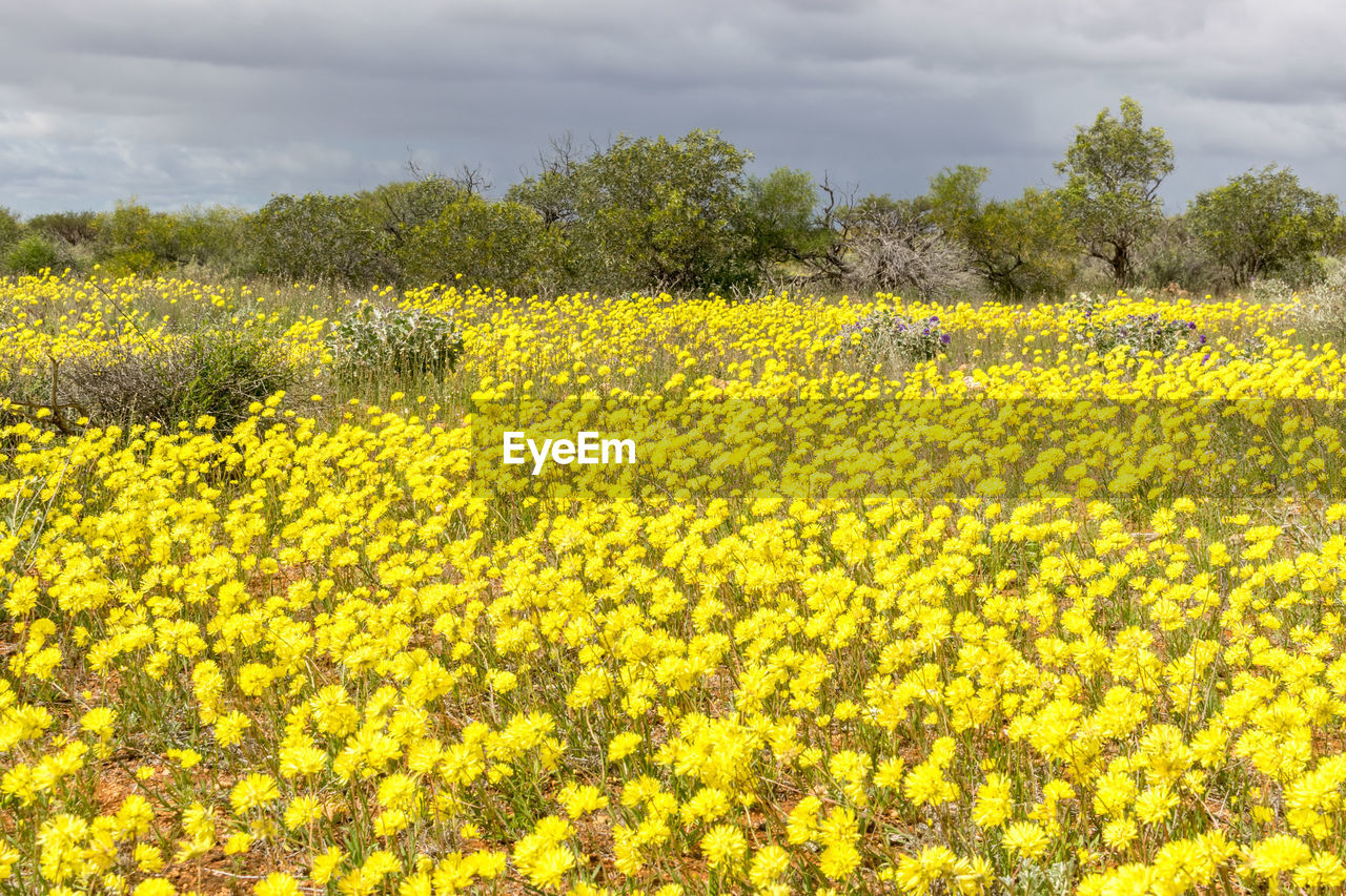 Scenic view of oilseed rape field against sky