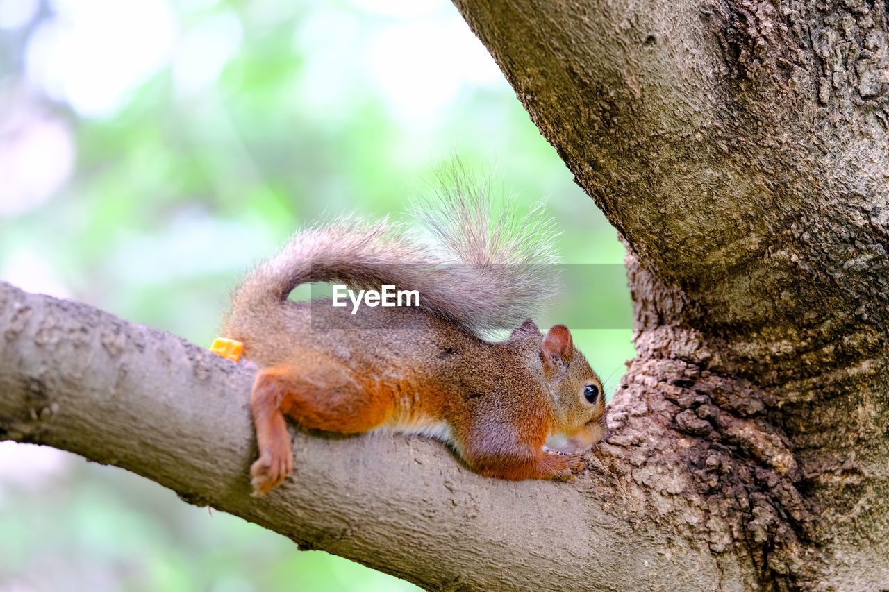 CLOSE-UP OF AN ANIMAL ON TREE STUMP