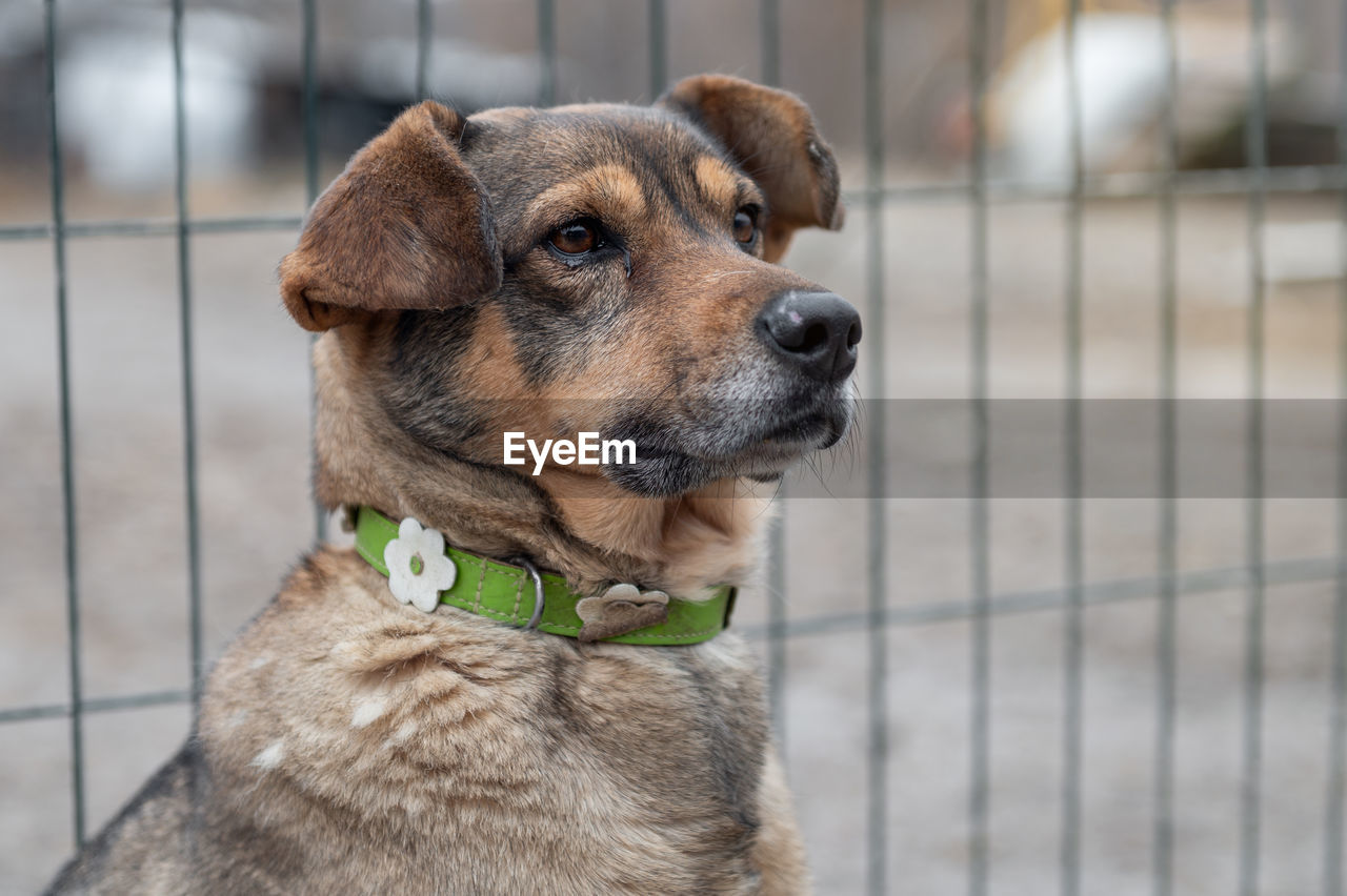 Dog waiting for adoption in animal shelter. homeless dog in the shelter. stray animals concept.