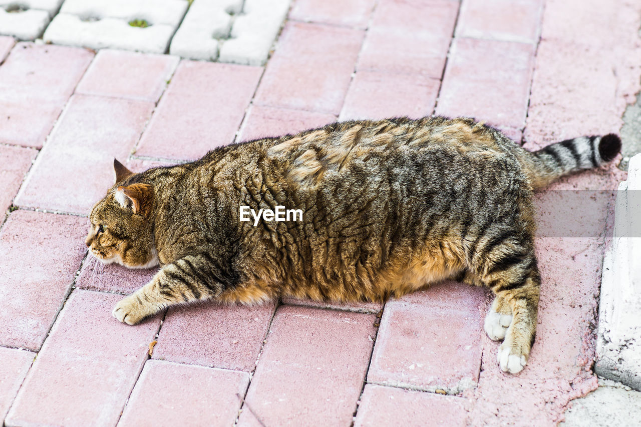 HIGH ANGLE VIEW OF CAT RELAXING ON SIDEWALK