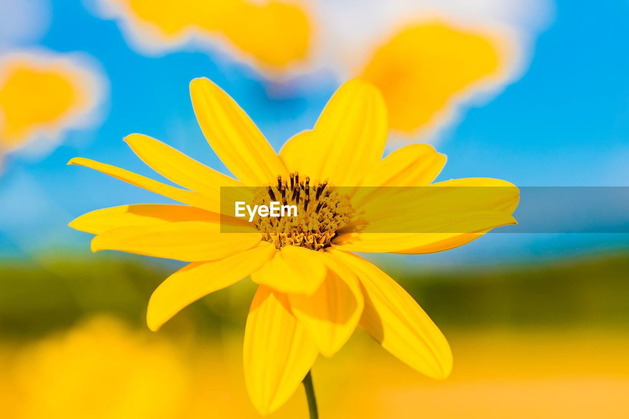 Close-up of yellow flower