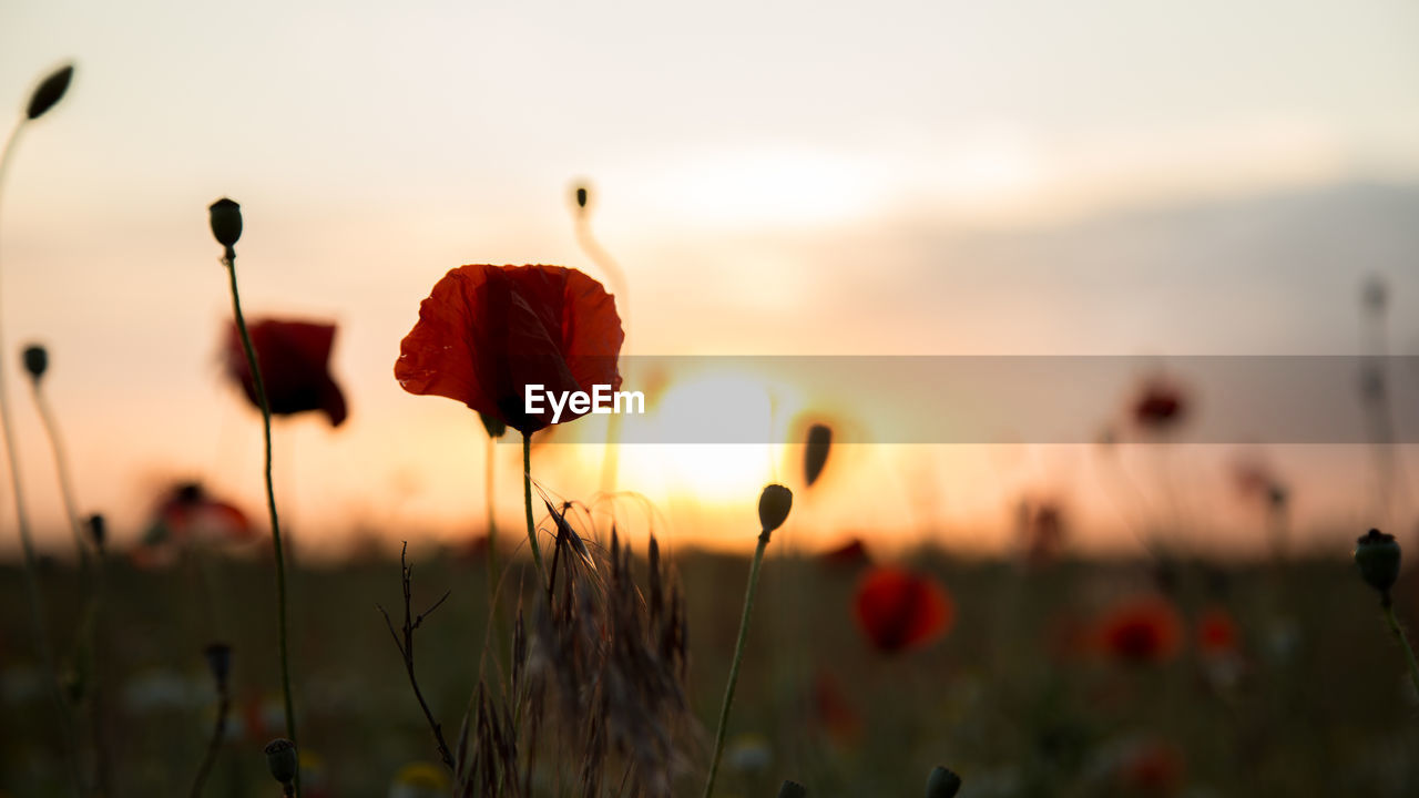 Close-up of red flowering plants on field against sky during sunset