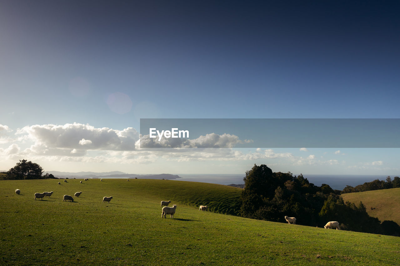 VIEW OF SHEEP GRAZING ON FIELD