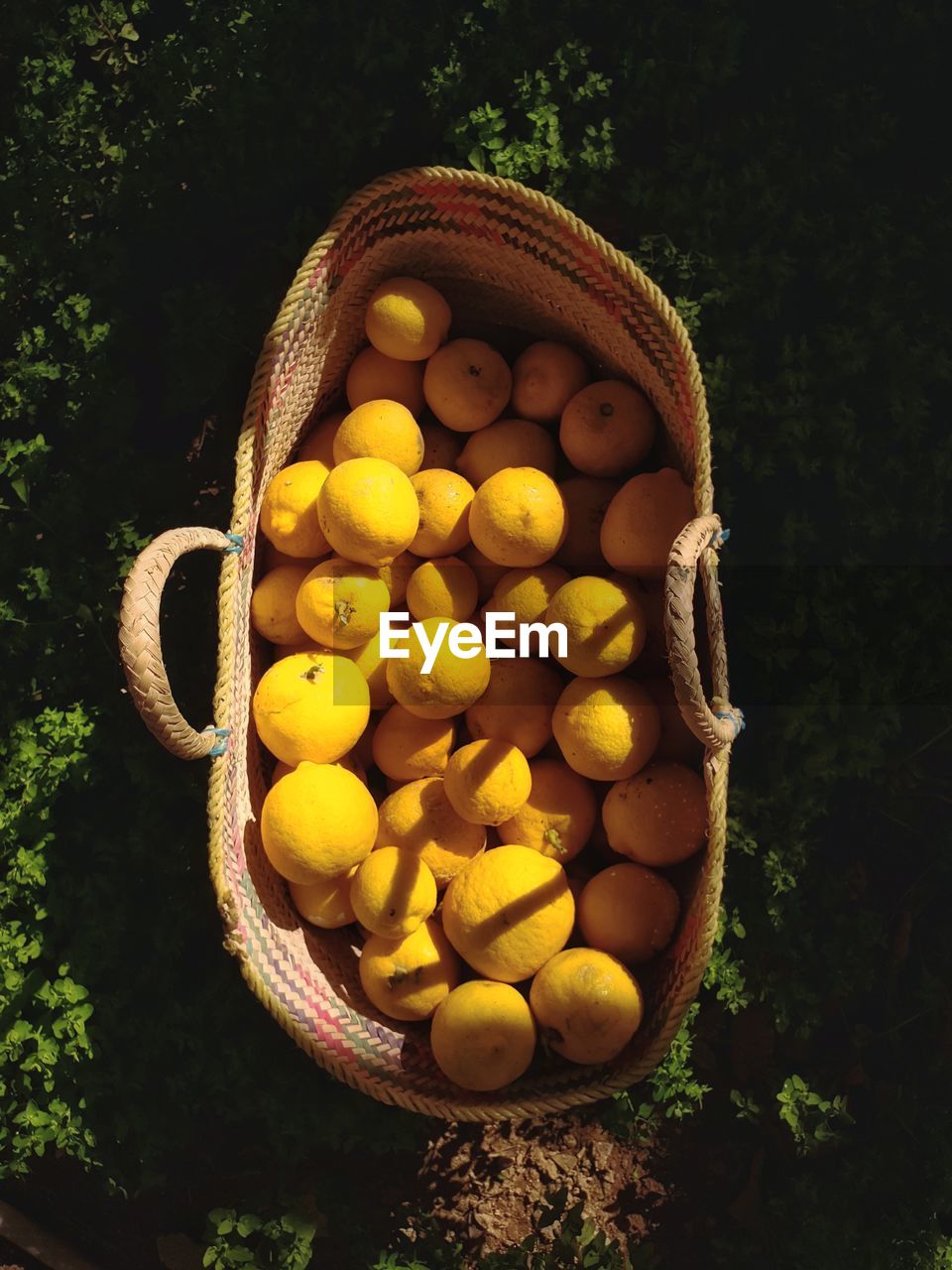 HIGH ANGLE VIEW OF ORANGES ON TREE