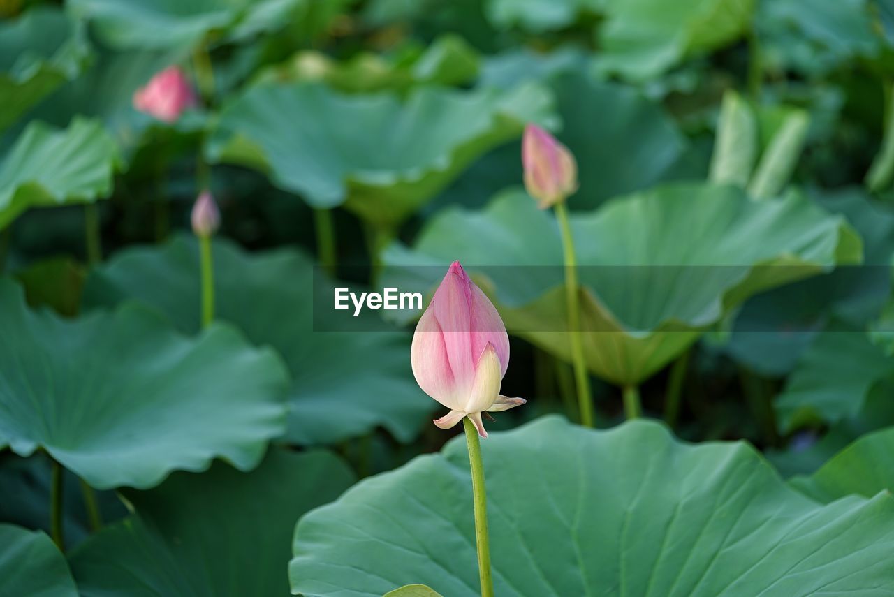 Close-up of pink flower