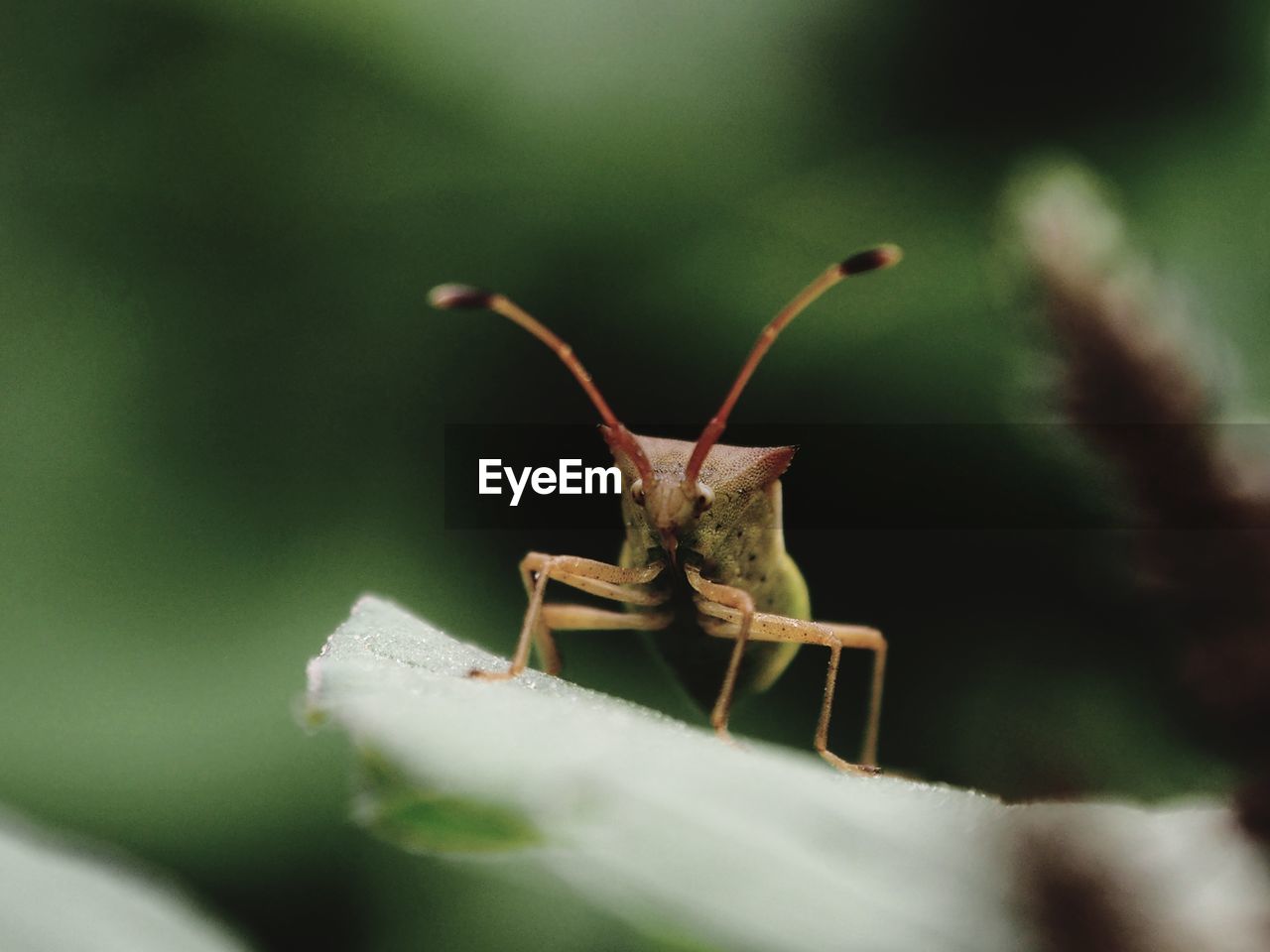 CLOSE-UP OF GRASSHOPPER ON LEAF