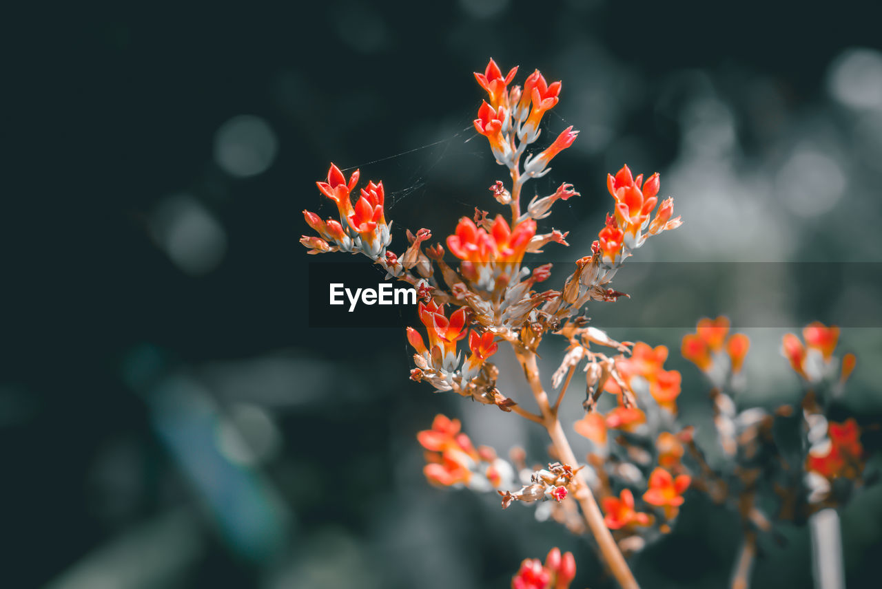 Close-up of red flowers blooming outdoors