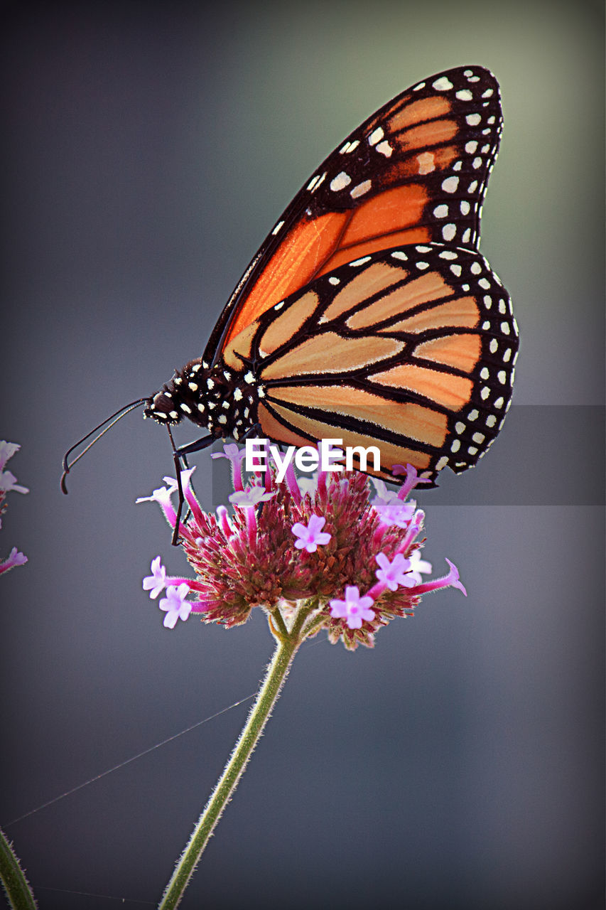 CLOSE-UP OF BUTTERFLY POLLINATING ON FLOWER