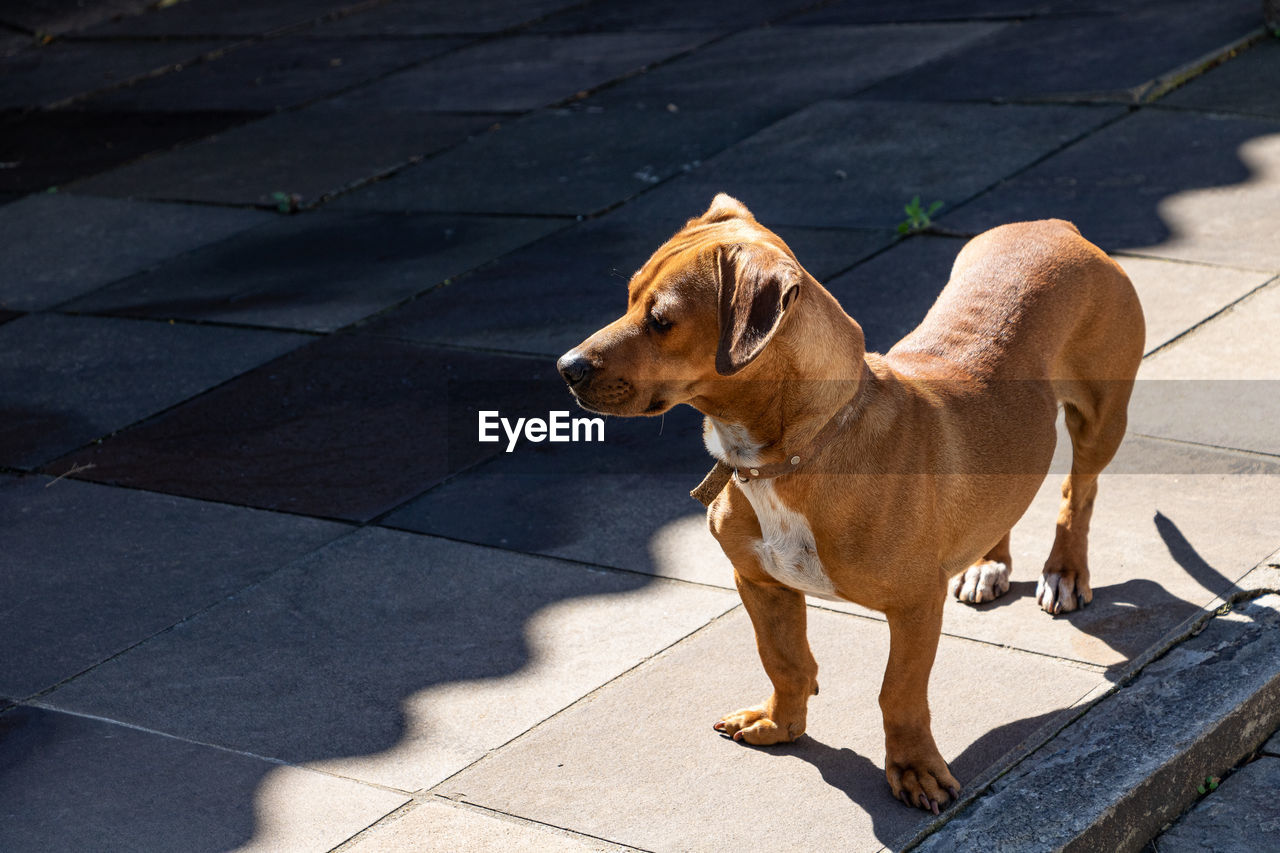 pet, dog, one animal, animal themes, mammal, animal, canine, domestic animals, sunlight, shadow, footpath, day, puppy, leash, high angle view, no people, carnivore, sidewalk, looking, nature, pet leash, standing, collar, outdoors