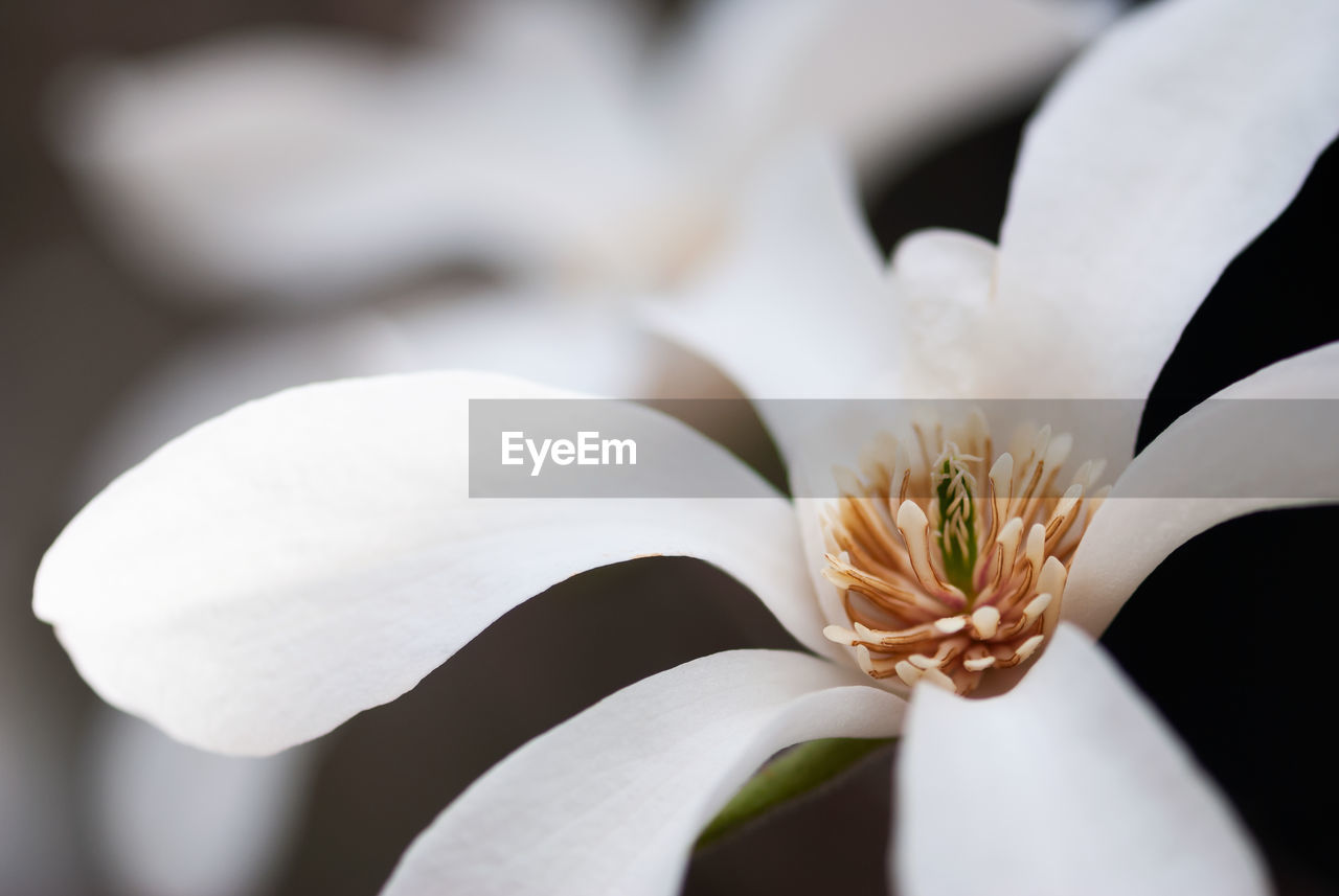 Close-up of white flowering plant