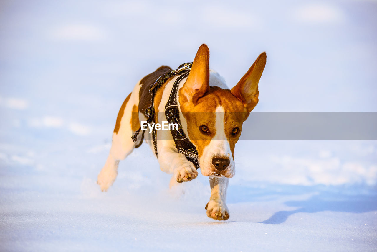 Dog running towards on snow covered land