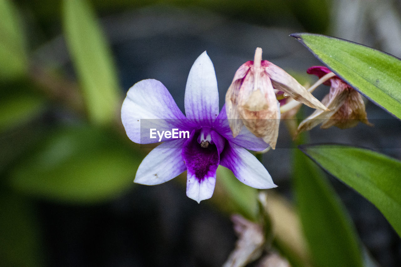 Close-up of purple flowering plant