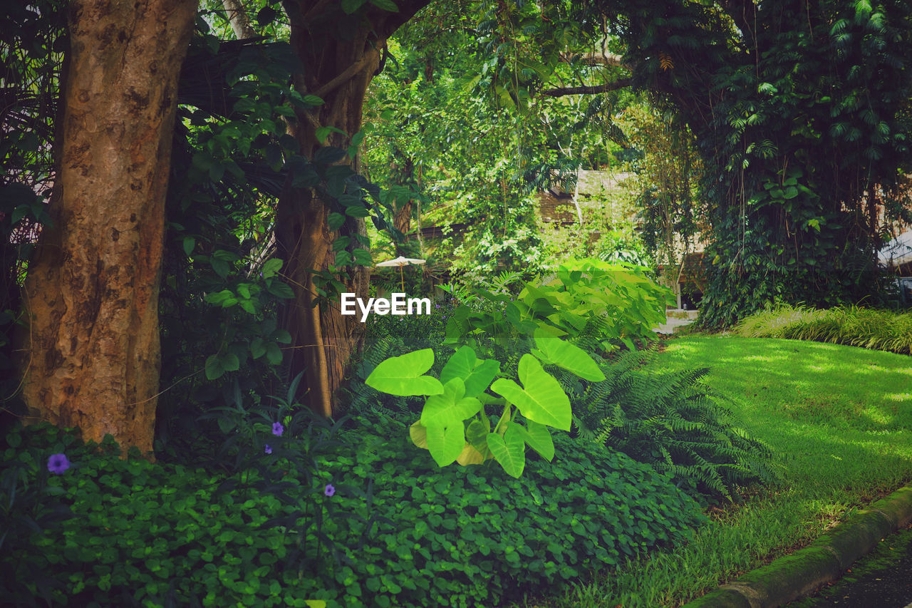 PLANTS GROWING ON TREE TRUNK BY LAKE