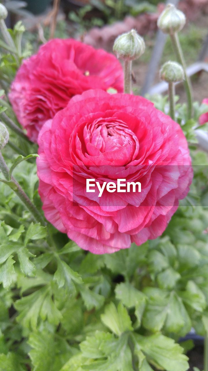 CLOSE-UP OF PINK ROSES