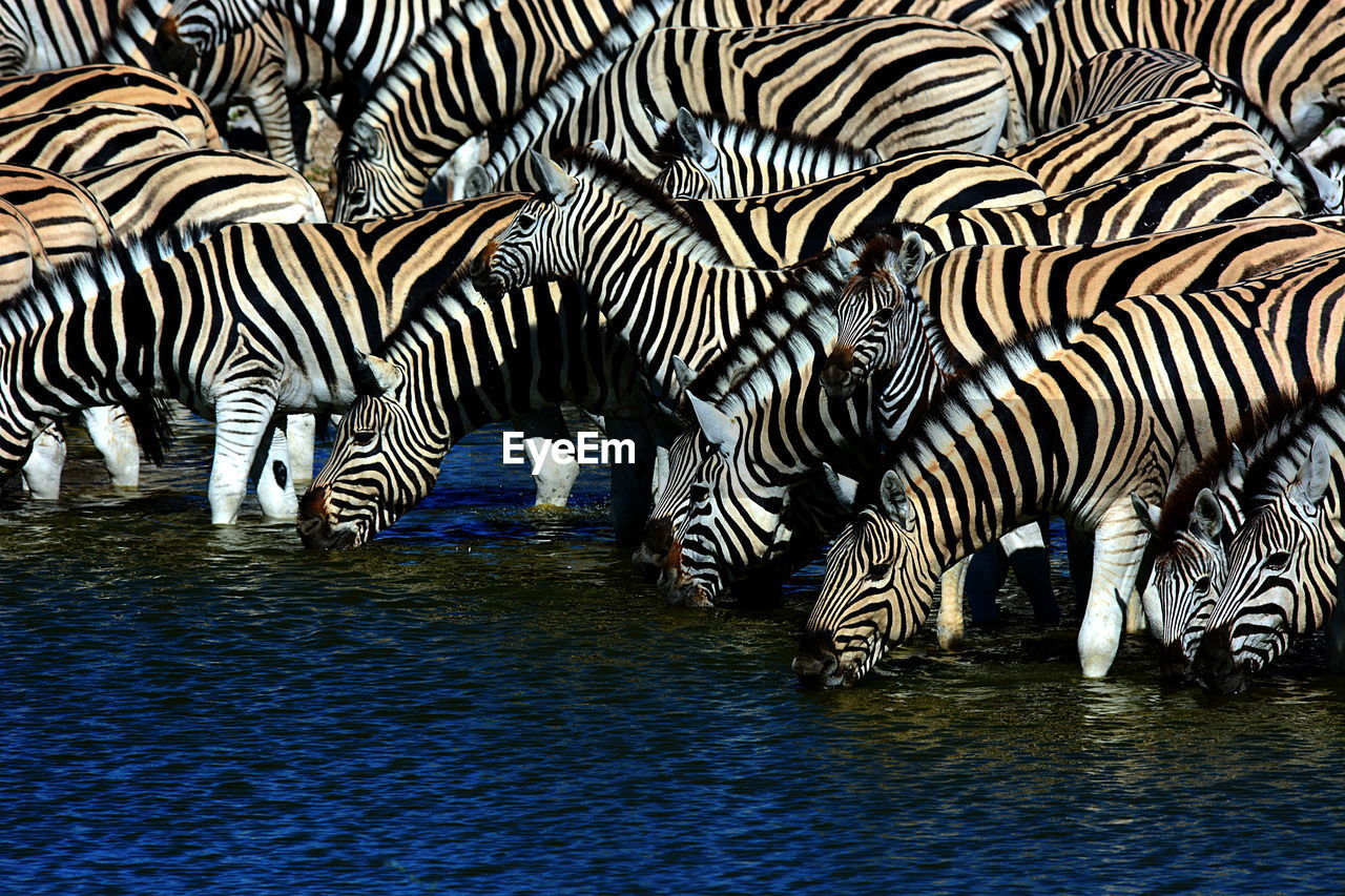 VIEW OF ZEBRA AND WATER