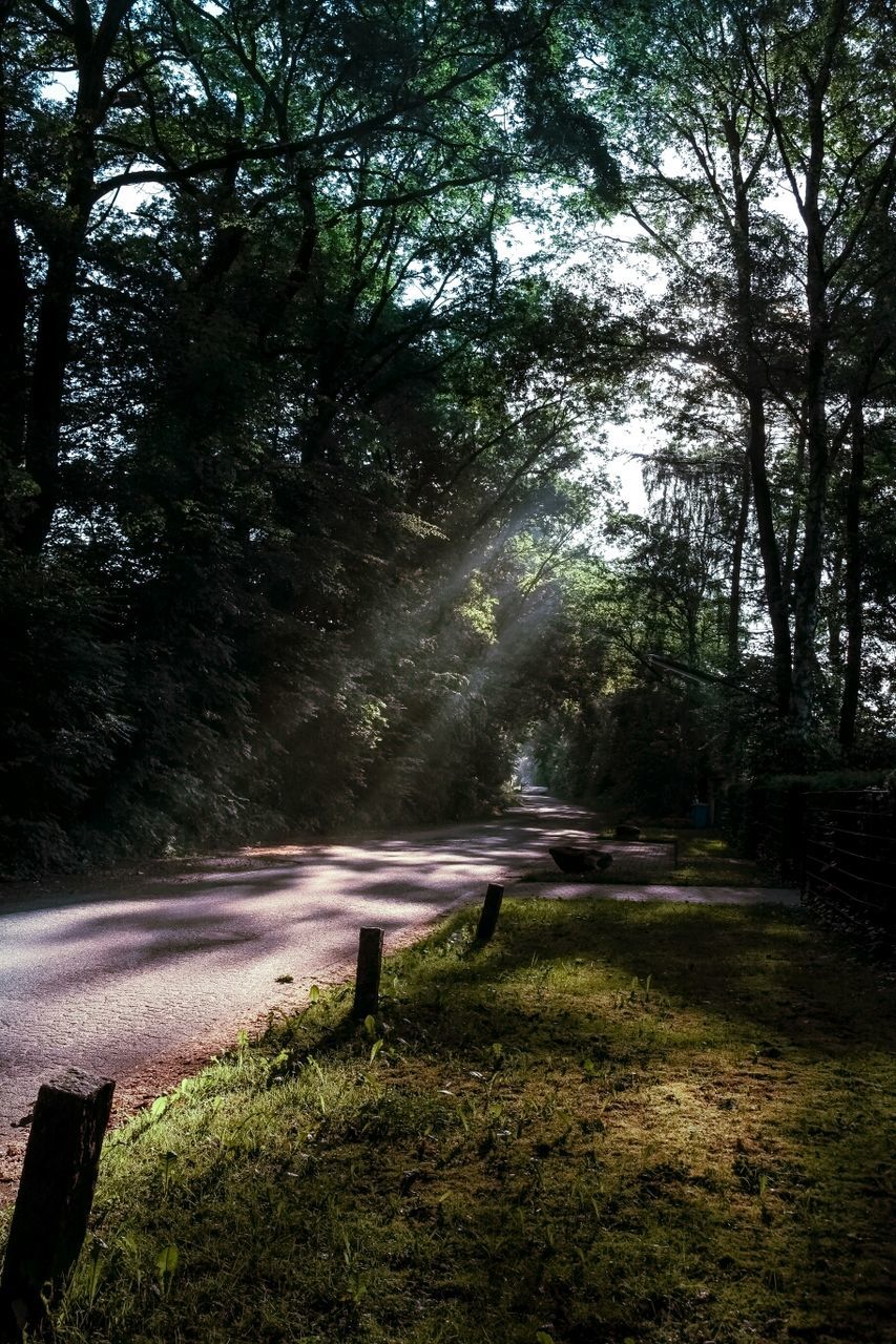 Sunlight falling on road through trees