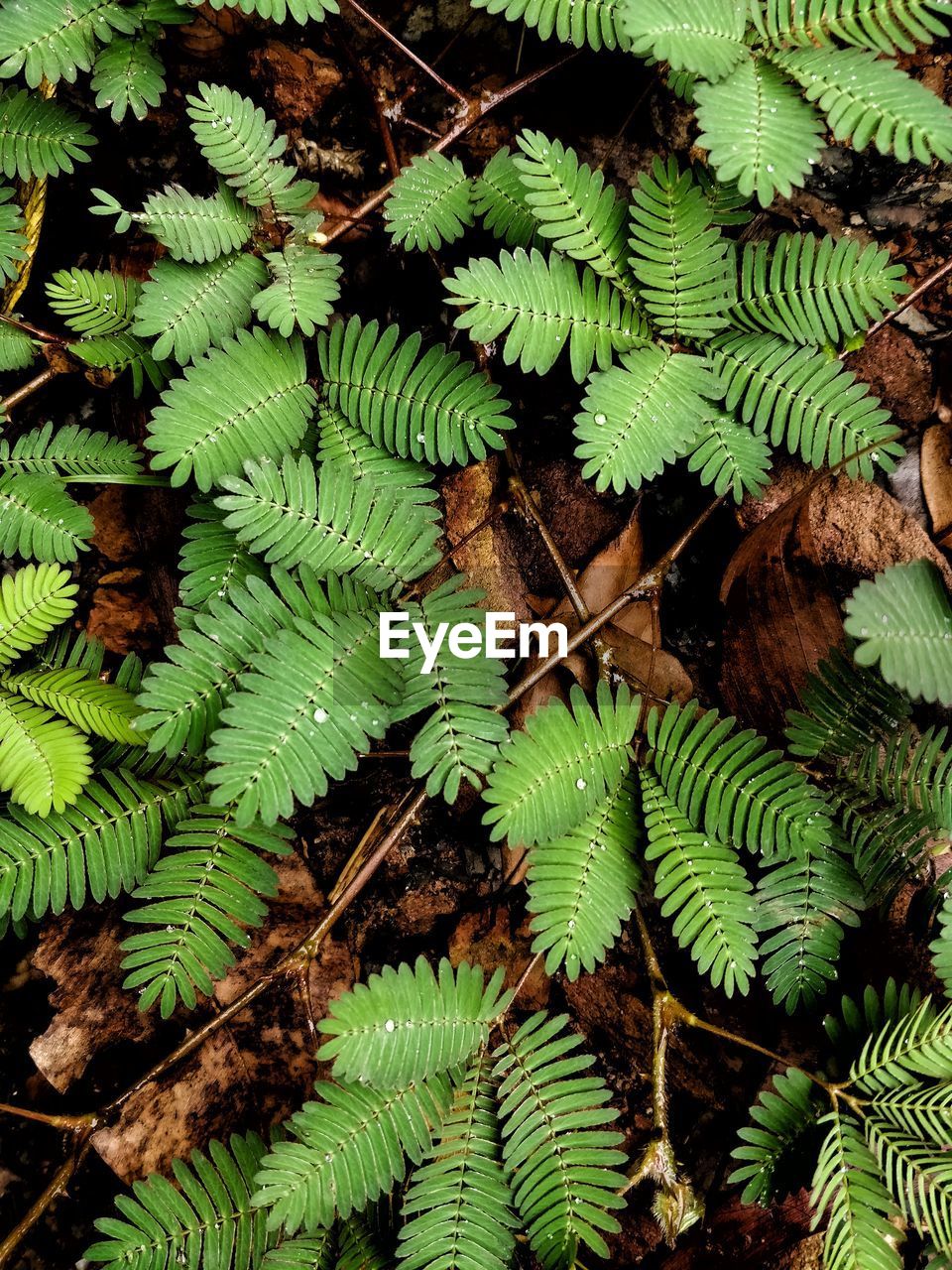 High angle view of plants growing outdoors