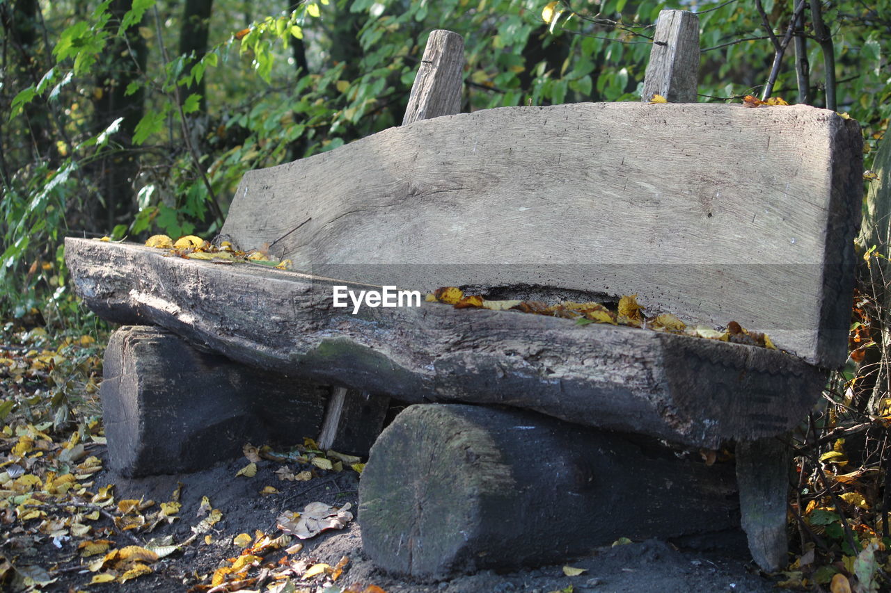CLOSE-UP OF LIZARD ON WOOD