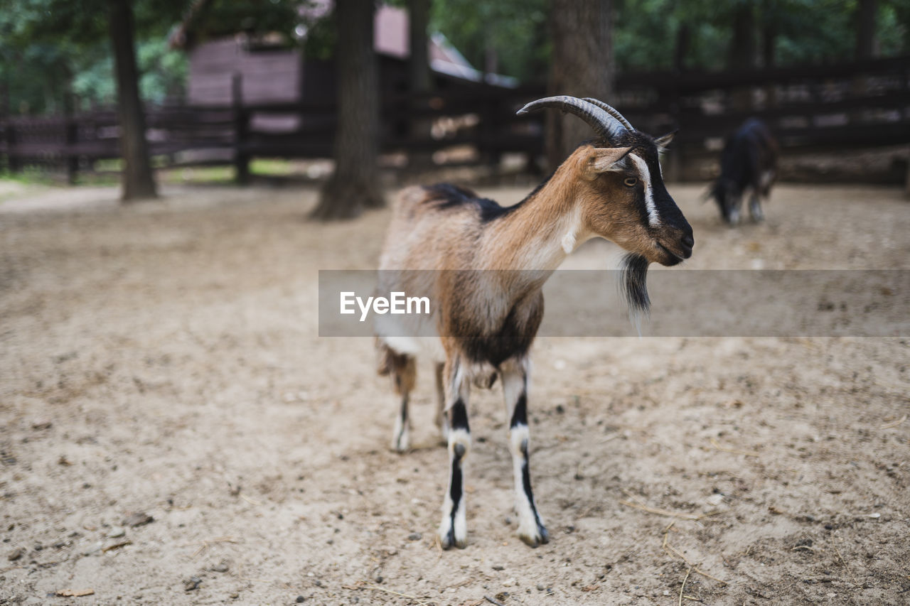 DEER STANDING ON FIELD