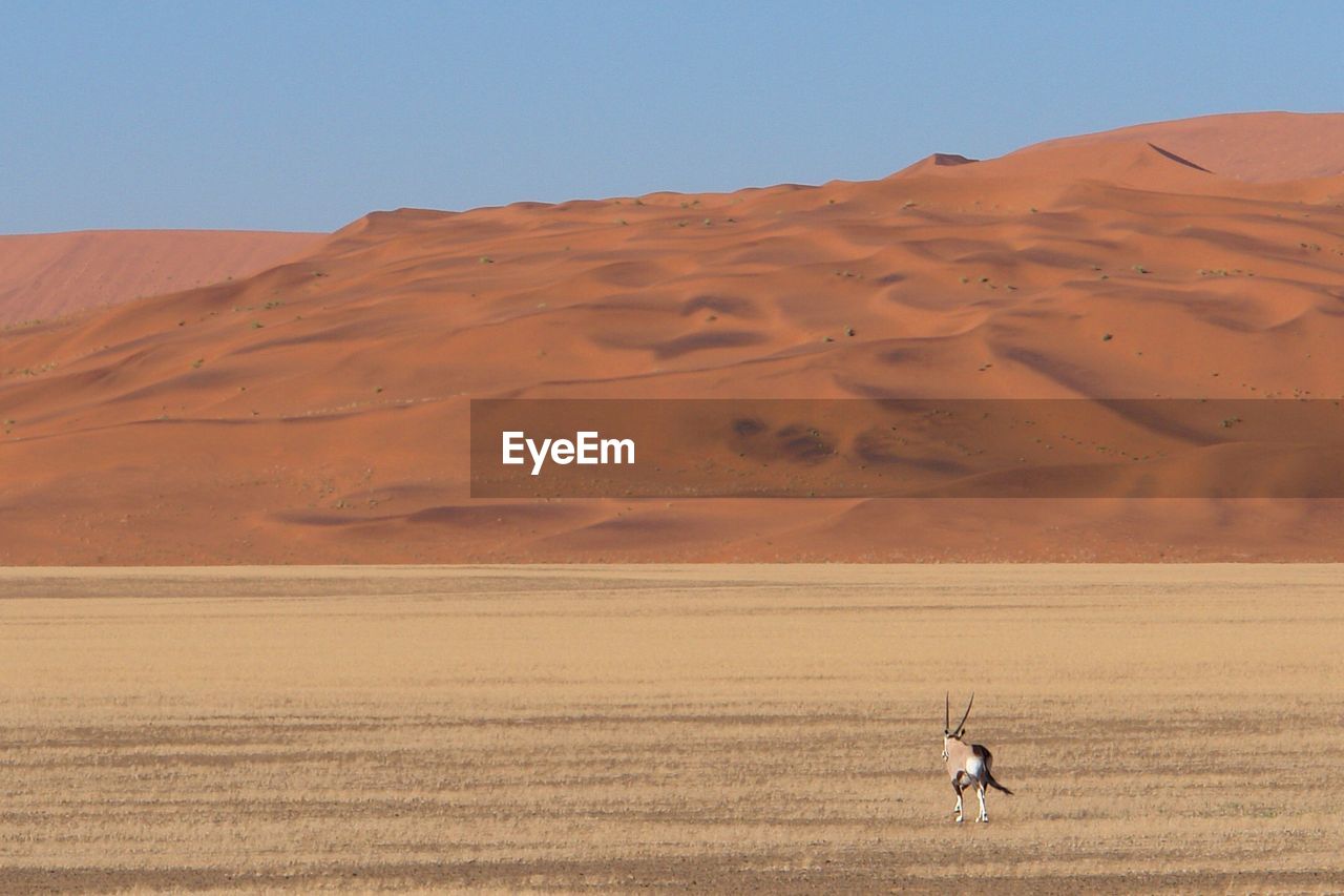 Rear view of oryx standing at namib desert