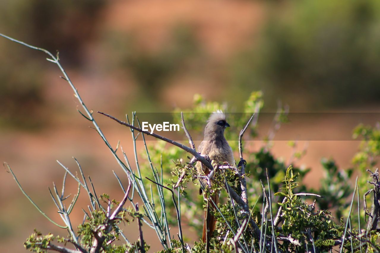 BIRD PERCHING ON A PLANT