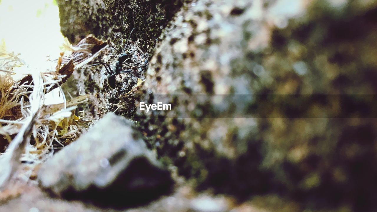 CLOSE-UP OF LICHEN ON TREE TRUNK