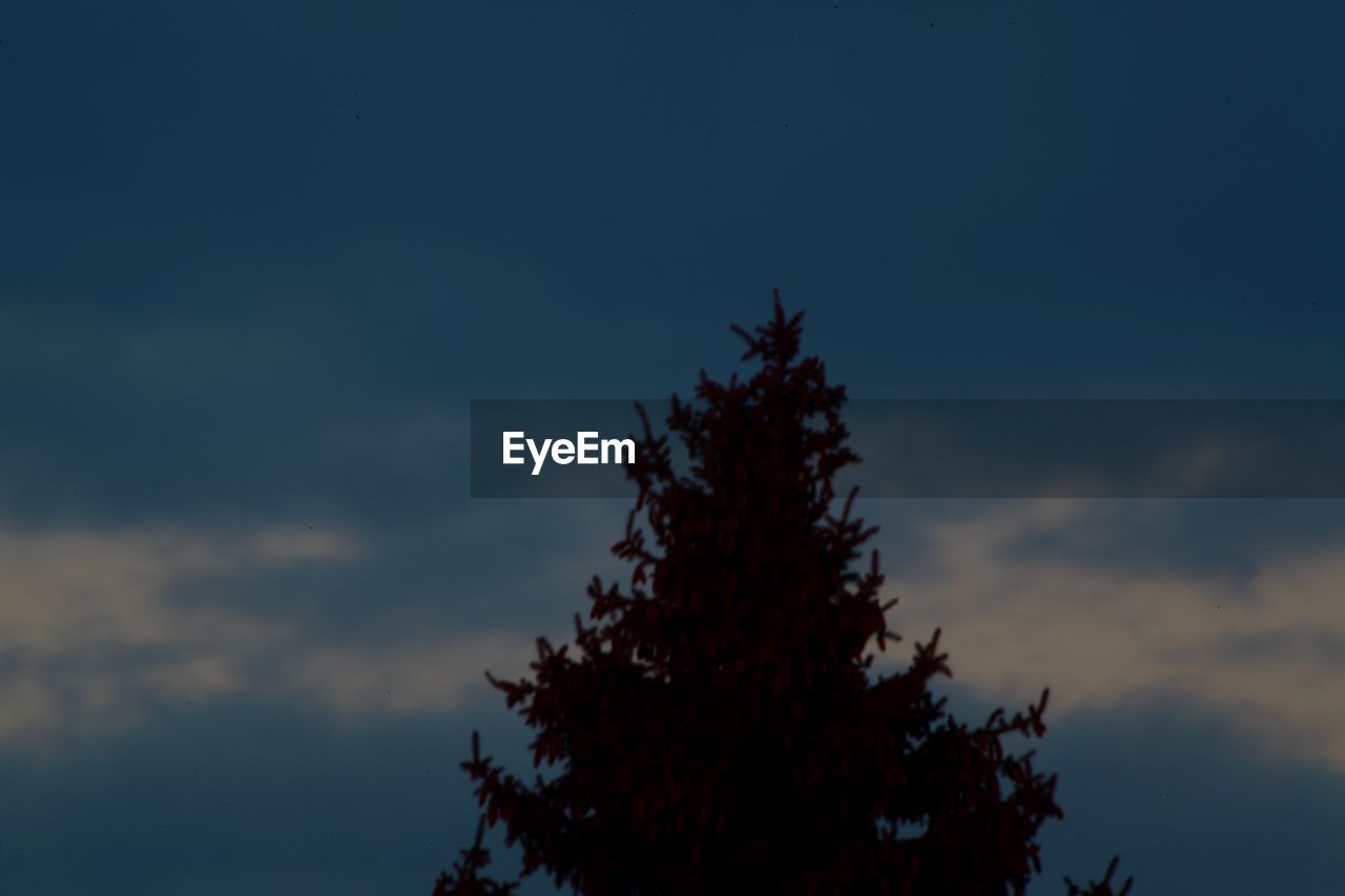 LOW ANGLE VIEW OF SILHOUETTE TREE AGAINST SKY