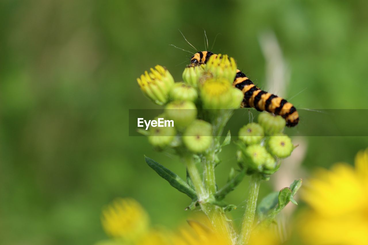 Close-up of caterpillar on yellow bud