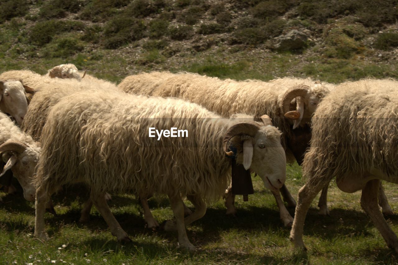 Sheep grazing in the french pyrenees