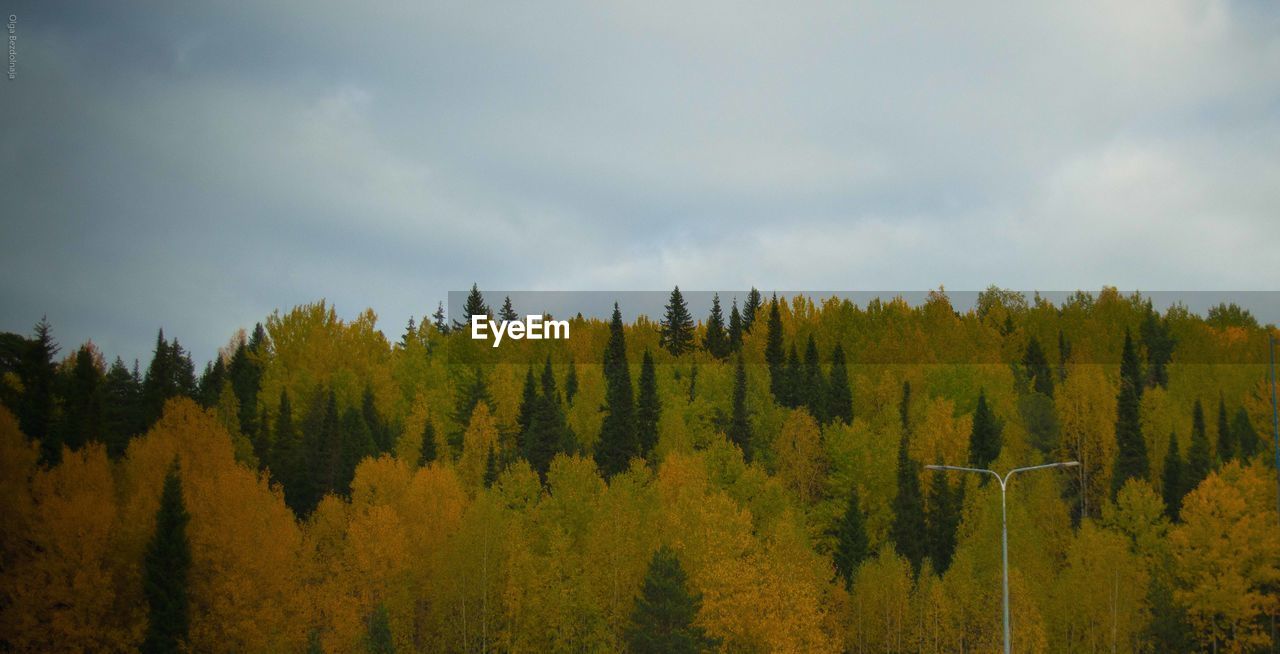 SCENIC VIEW OF FOREST AGAINST SKY
