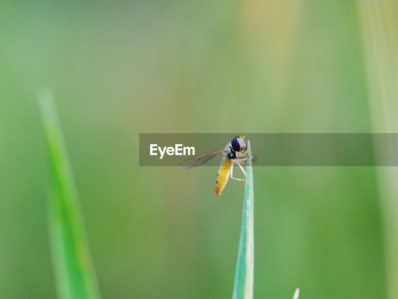 Close-up of  a fly 