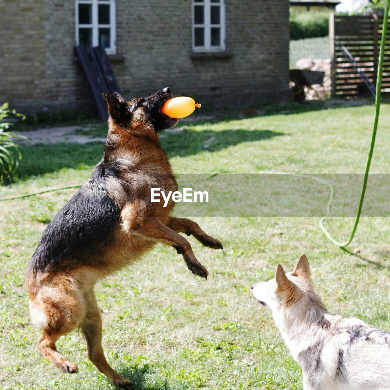 Dogs playing with water balloon on grassy field during sunny day