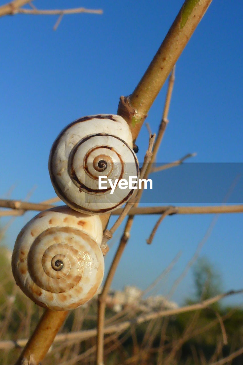 Close-up of snails on stem