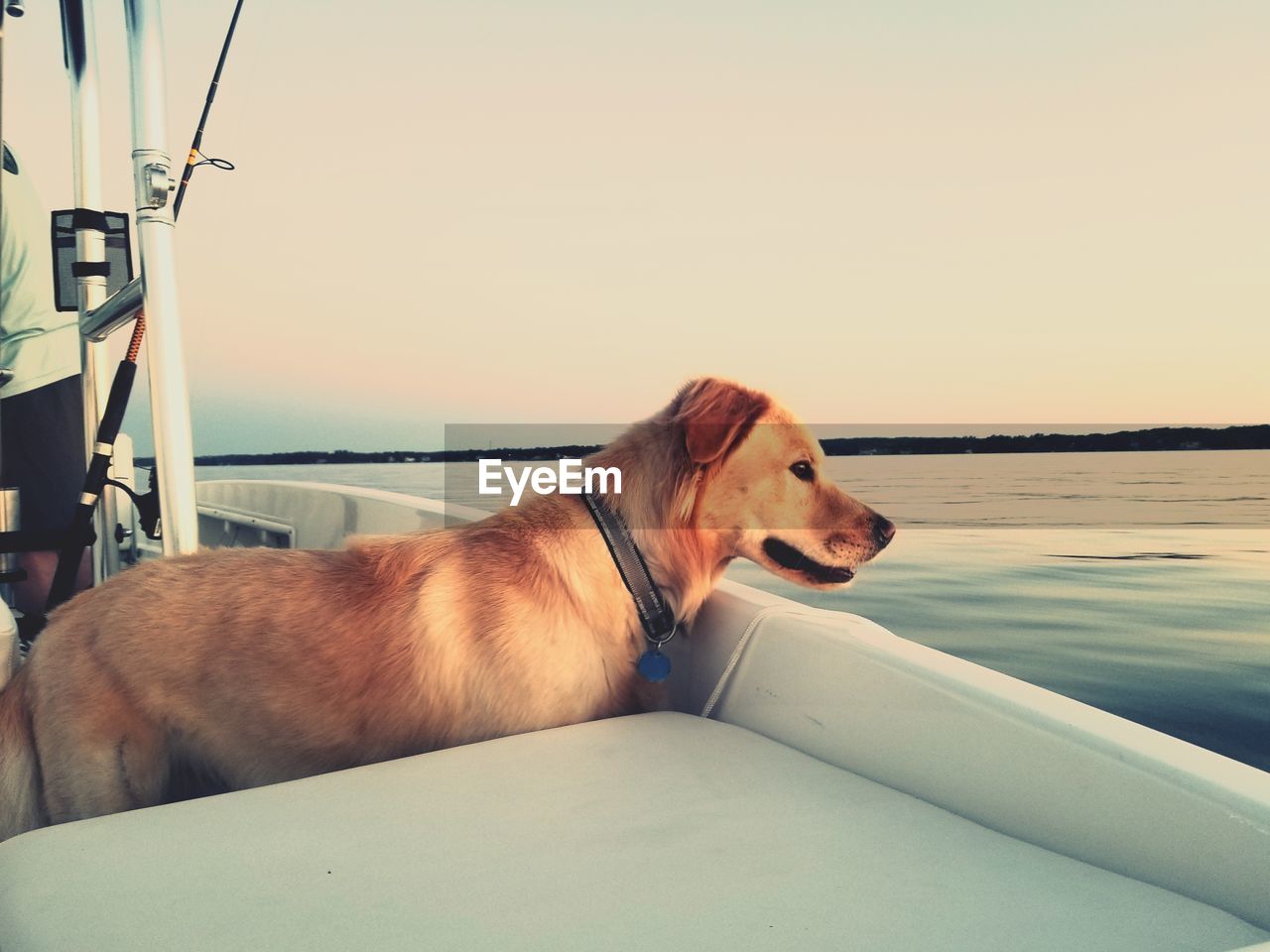 Dog standing on boat against sky during sunset