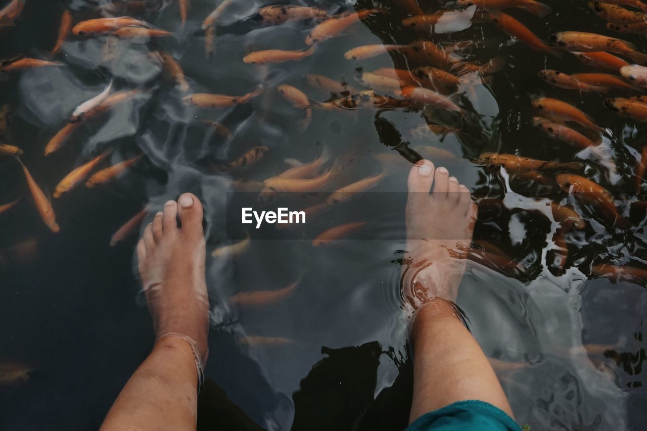 water, human leg, nature, personal perspective, low section, sea, one person, reflection, animal wildlife, wildlife, animal, swimming, high angle view, fish, adult, human limb, animal themes, outdoors, large group of animals, underwater, limb, day, human foot, lifestyles, group of animals, barefoot, leisure activity, men, leaf