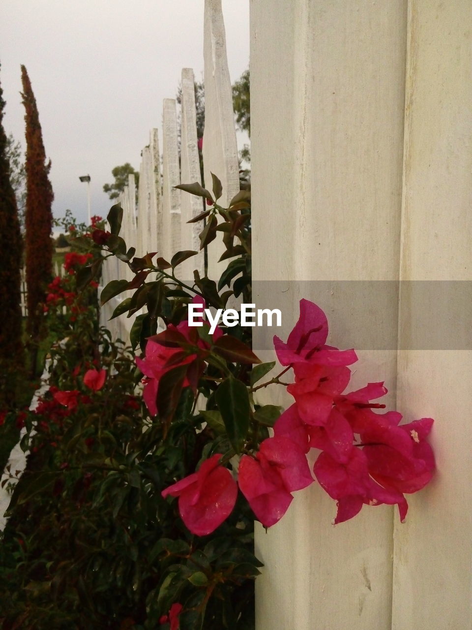 CLOSE-UP OF FLOWERS BLOOMING ON PLANT