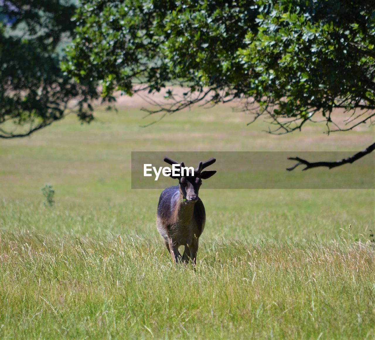 HORSE IN A FIELD