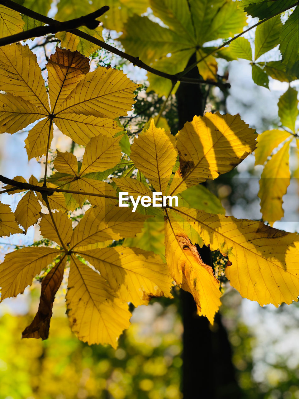 Close-up of yellow maple leaves