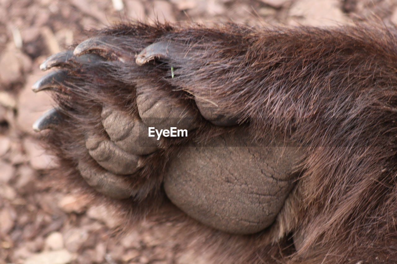 CLOSE-UP OF MONKEY SLEEPING ON GROUND