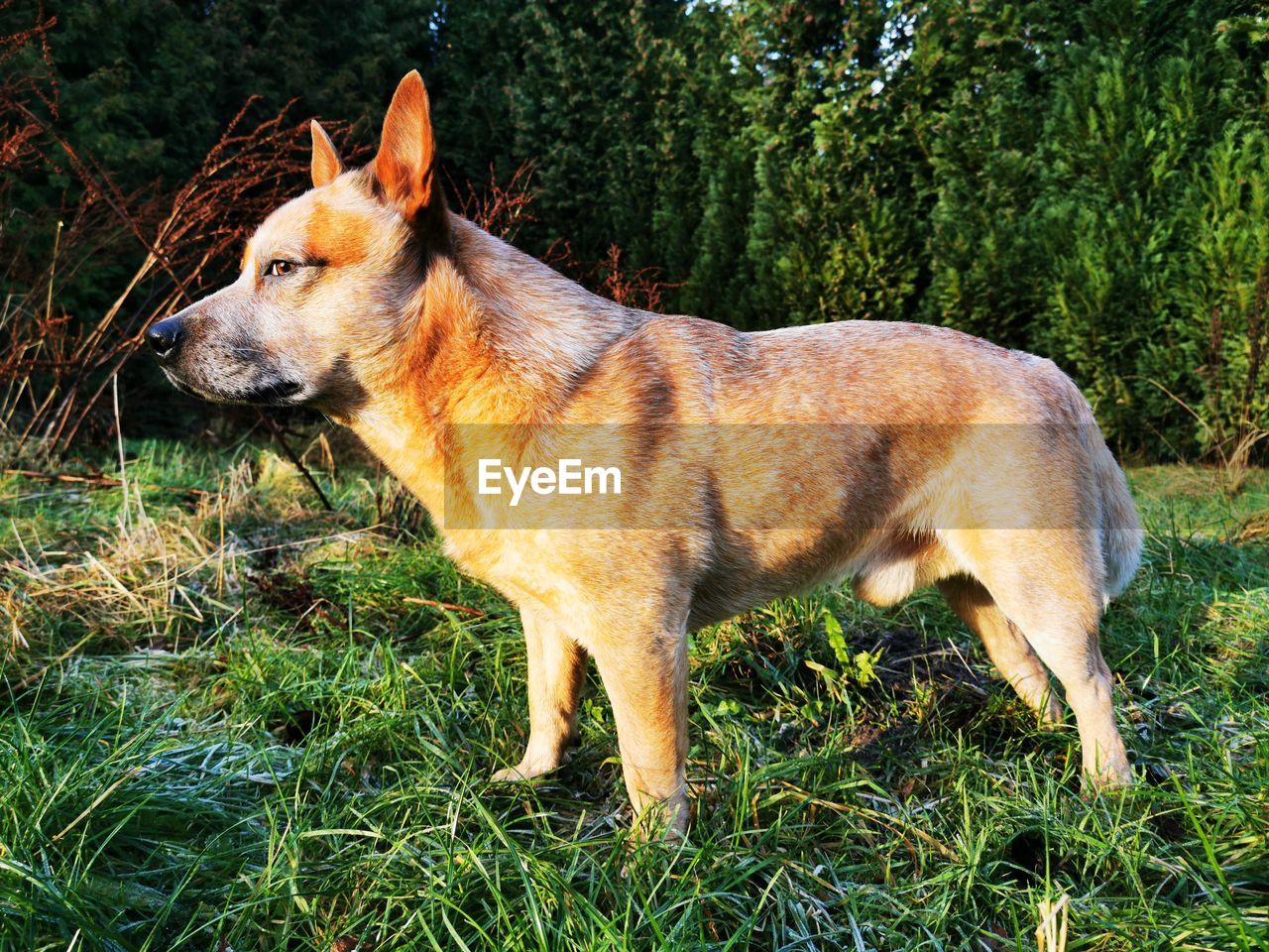 FULL LENGTH OF A DOG LOOKING AWAY ON FIELD