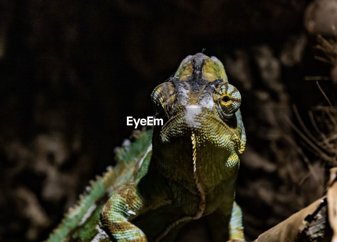 Close-up of chameleon 