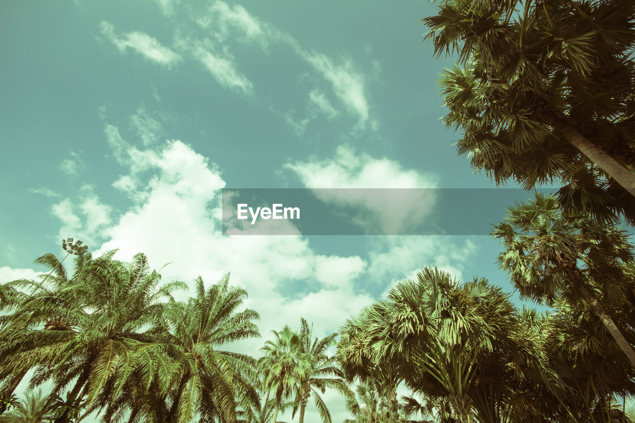 LOW ANGLE VIEW OF PALM TREE AGAINST SKY