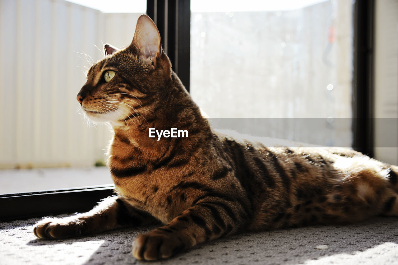 Cat relaxing on table by window at home