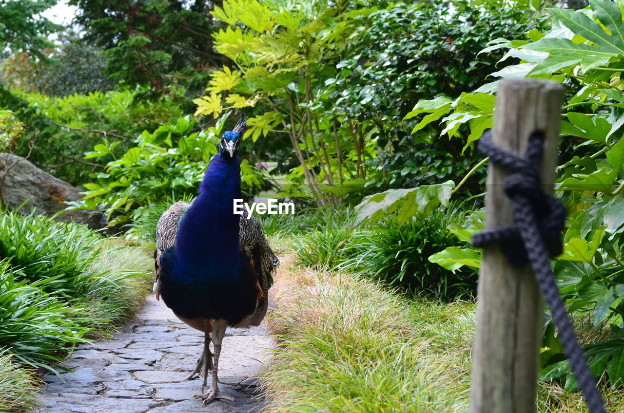 VIEW OF PEACOCK