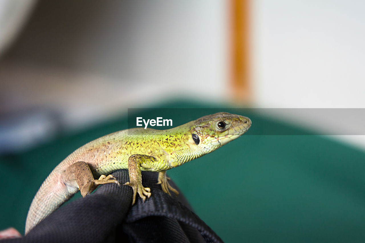 Close-up of lizard