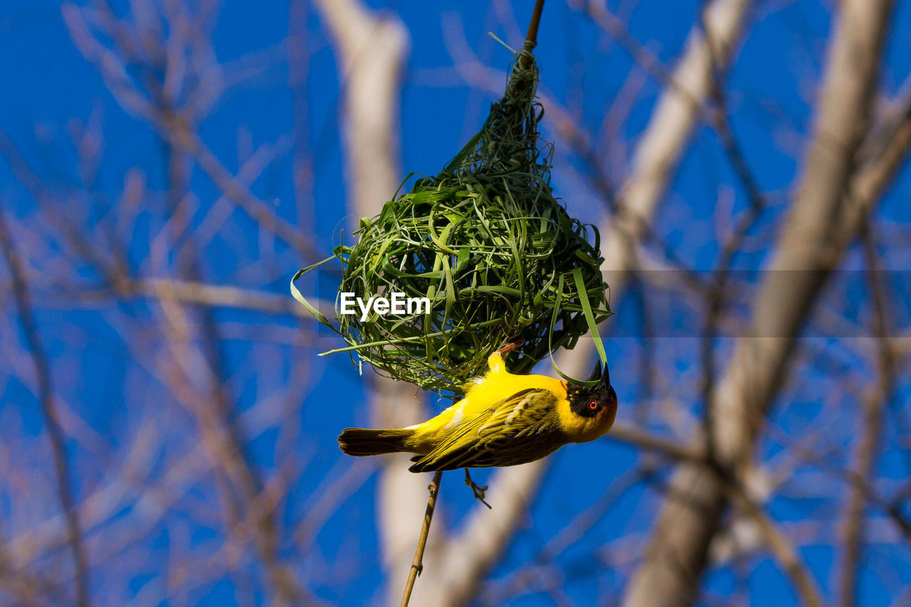 Close-up of bird perching on nest